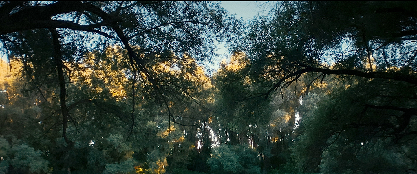 Eight Songs From Isolation
